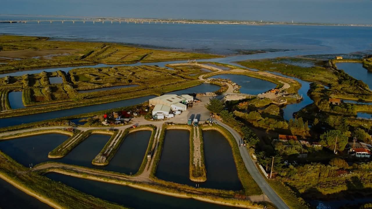 Vue aérienne de l'établissement et de ses claires, le pont d'Oléron à l'horizon