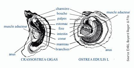 Biologie de l'huître