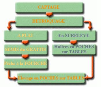 Reproduction
